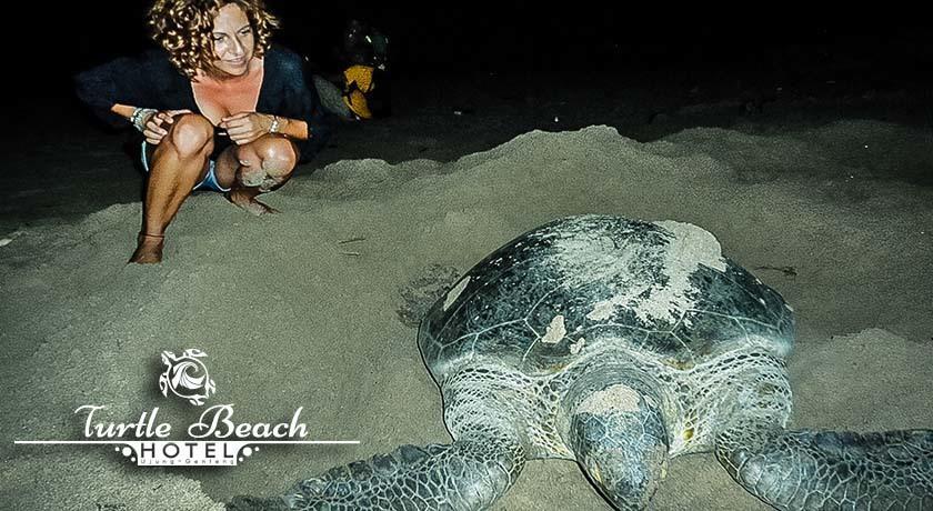 Turtle Beach Hotel Ujunggenteng Pokój zdjęcie